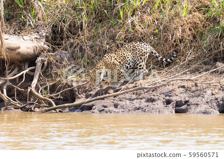 Jaguar from Pantanal, Brazil Jaguar from Pantanal, Brazil 59560571