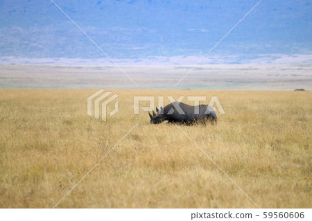 Black rhinoceros on Ngorongoro Conservation Area 59560606