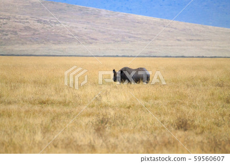 Black rhinoceros on Ngorongoro Conservation Area 59560607