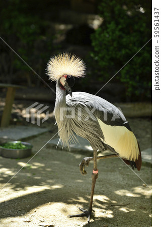 白冠鶴 59561437