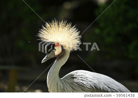White-crowned crane 59561438