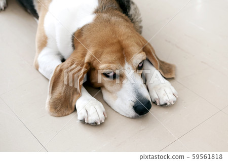 比格犬 比格犬 59561818