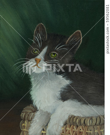 Black and white cat against a green background Black and white cat against a green background 59562081