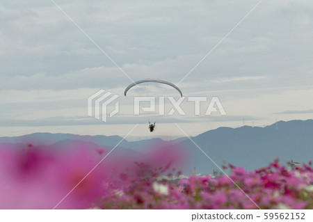 多雲的天空下的波斯菊領域 59562152