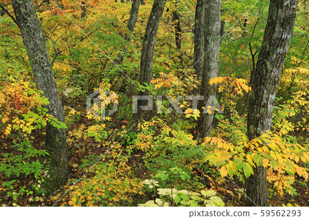 福島縣忠實市小林森林黃葉 福島縣忠實市小林森林黃葉 59562293