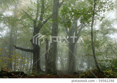 Autumn Fog Beech Forest-Healing Forest Tadami Town, Fukushima Prefecture 59562298
