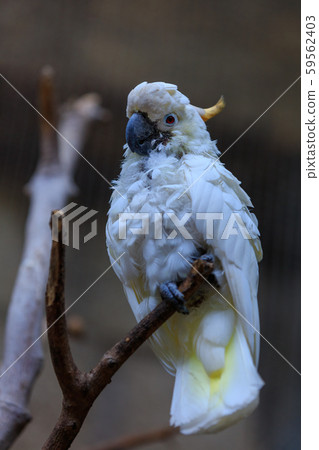 white parrot on a branch white parrot on a branch 59562403