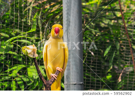 Yellow parrot sits on a branch and eats an apple Yellow parrot sits on a branch and eats an apple 59562902