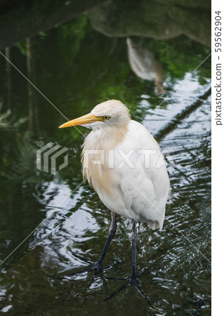Cattle Egret stands in green waters of the pond Cattle Egret stands in green waters of the pond 59562904