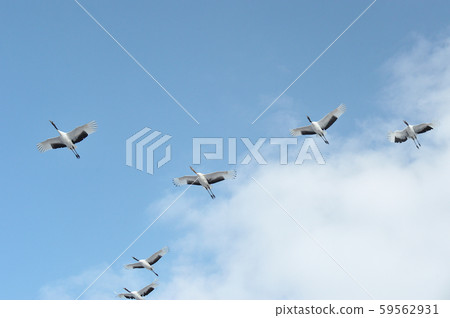 A group of cranes flying in the blue sky (Tsurui, Hokkaido) 59562931