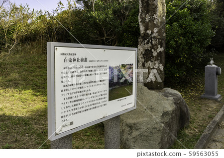 Shirakaba Shrine Shirakaba Shrine Tree Series, Tottori City, Tottori Prefecture 59563055