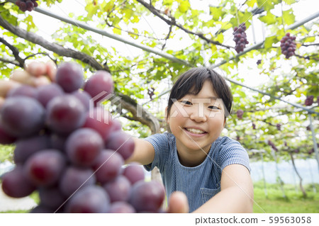 女孩採摘葡萄女孩採摘葡萄 女孩採摘葡萄女孩採摘葡萄 59563058