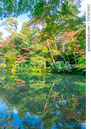 Autumn Kenrokuen Autumn leaves [Ishikawa Prefecture] 59563662