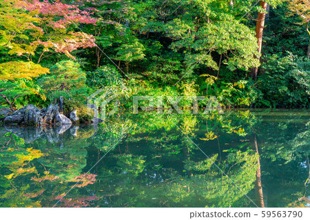 Autumn Kenrokuen Autumn leaves [Ishikawa Prefecture] 59563790