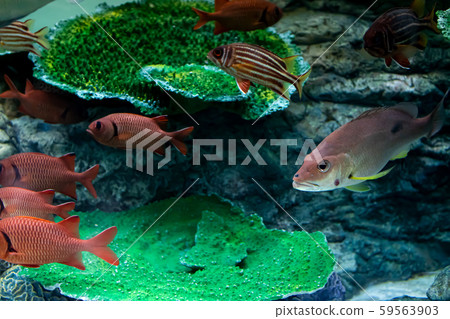 觀賞魚 觀賞魚 59563903