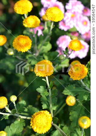 Round and cute yellow small chrysanthemum, full bloom flower field, flower image material Round and cute yellow small chrysanthemum, full bloom flower field, flower image material 59564547