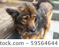 雜種狗 59564644