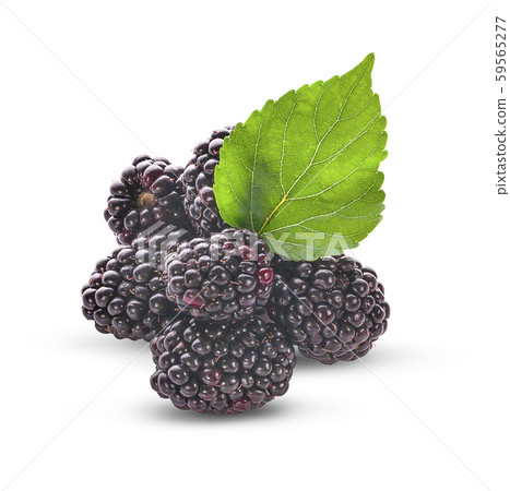 Blackberries an isolated on white background 59565277