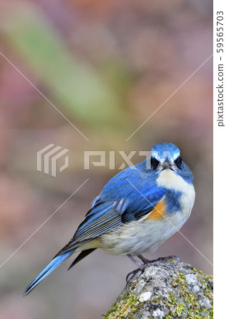 在Yakushi-ike公園的野生鳥 在Yakushi-ike公園的野生鳥 59565703