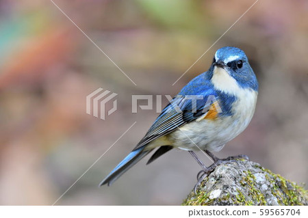 在Yakushi-ike公園的野生鳥 在Yakushi-ike公園的野生鳥 59565704