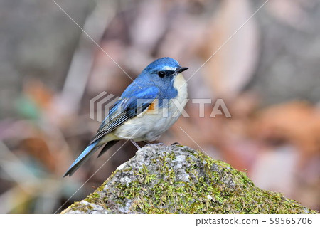 在Yakushi-ike公園的野生鳥 在Yakushi-ike公園的野生鳥 59565706