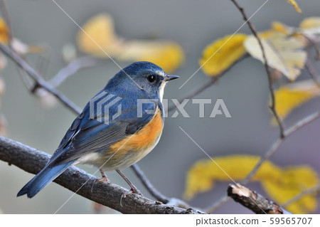 在Yakushi-ike公園的野生鳥 在Yakushi-ike公園的野生鳥 59565707