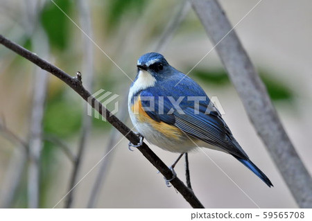在Yakushi-ike公園的野生鳥 在Yakushi-ike公園的野生鳥 59565708