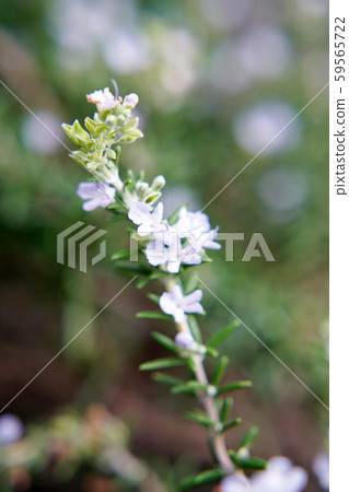 Rosemary Rosemary 59565722