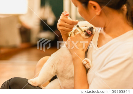 Woman giving medicine to white pomeranian dog with syringe at home. Woman giving medicine to white pomeranian dog with syringe at home. 59565844