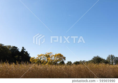 枯的蘆葦場和一棵樹 59565990