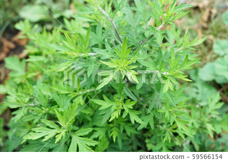 艾蒿 艾蒿 59566154