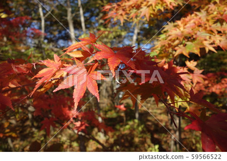 Autumn leaves in November illuminated by sunlight Autumn leaves in November illuminated by sunlight 59566522