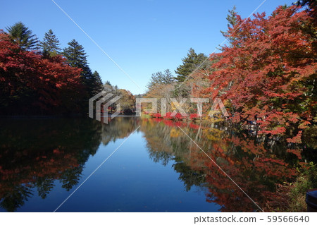 11月上旬輕井澤的Kumoba池塘 59566640