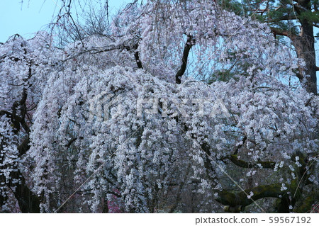 Kyoto Gyoen Kyoto Gyoen 59567192