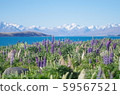 Lake Tekapo in spring 59567521