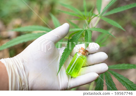 Hand holding a glass bottle with CBD oil and cannabis leaf at the  59567746