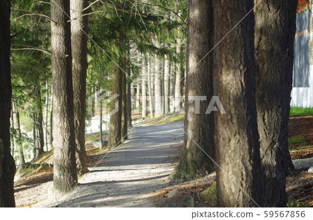 皇后鎮森林路 皇后鎮森林路 59567856