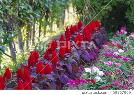 Celosia planted side by side Celosia planted side by side 59567969