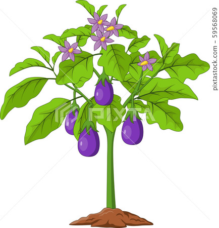 Cartoon Eggplants isolated on white background Cartoon Eggplants isolated on white background 59568069