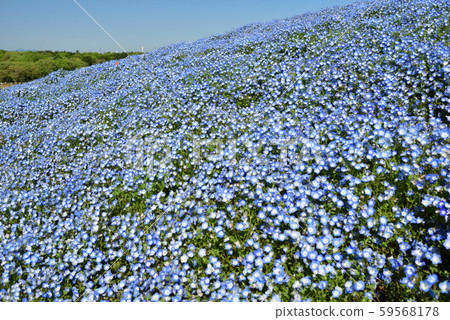 Nemophila Nemophila 59568178