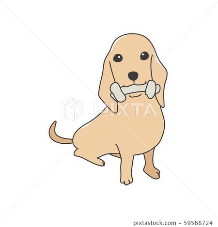 Dog Poses Facial Expression Miniature Dachshund Sit Brown 59568724