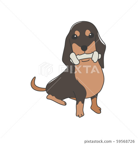 Dog Poses Facial Expression Miniature Dachshund Sit Black 59568726