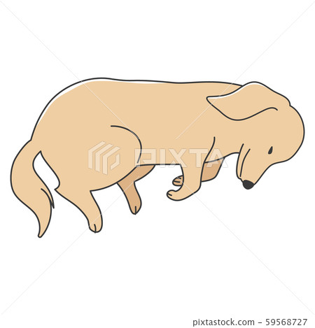 狗姿勢面部表情微型臘腸狗睡眠 59568727