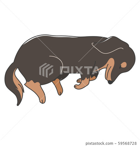 狗姿勢面部表情微型臘腸狗睡眠 狗姿勢面部表情微型臘腸狗睡眠 59568728