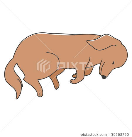 Dog pose facial expression miniature dachshund sleep Dog pose facial expression miniature dachshund sleep 59568730