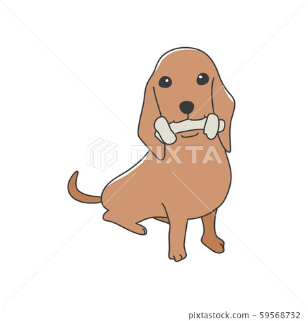 Dog Poses Facial Expression Miniature Dachshund Sit Dog Poses Facial Expression Miniature Dachshund Sit 59568732