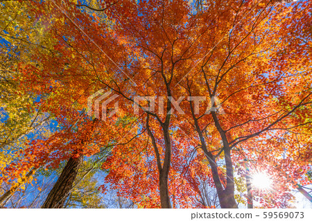 Autumn leaves of Yatsugatake Club Autumn leaves of Yatsugatake Club 59569073