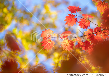 八岳俱樂部的紅葉 八岳俱樂部的紅葉 59569076