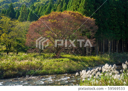 Autumn Takamine River Autumn Takamine River 59569533