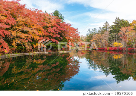 雲池池塘的秋葉 59570166